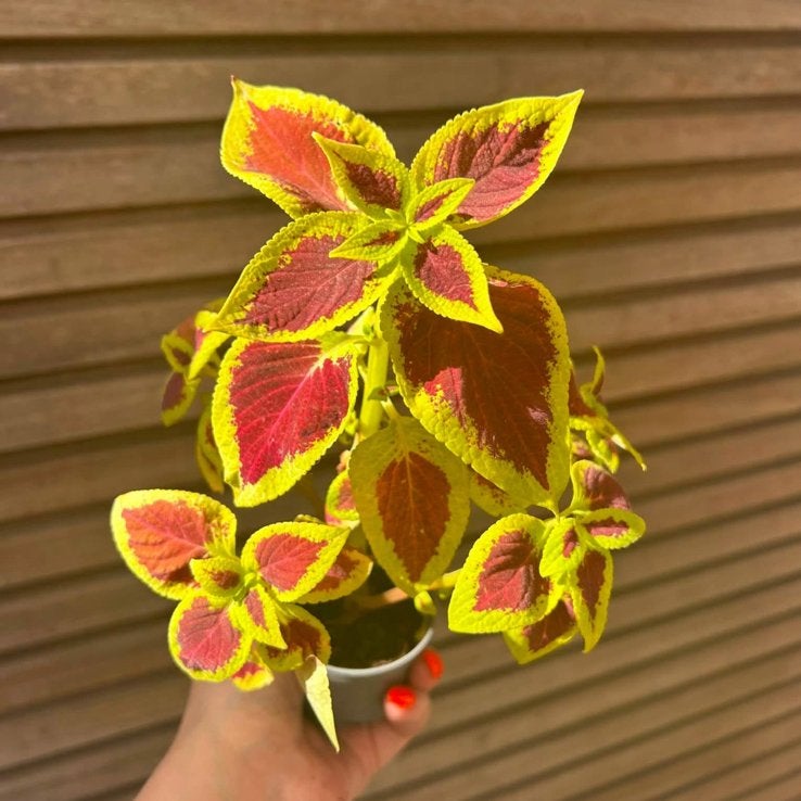 Coleus / siernetel, Enlèvement ou Envoi