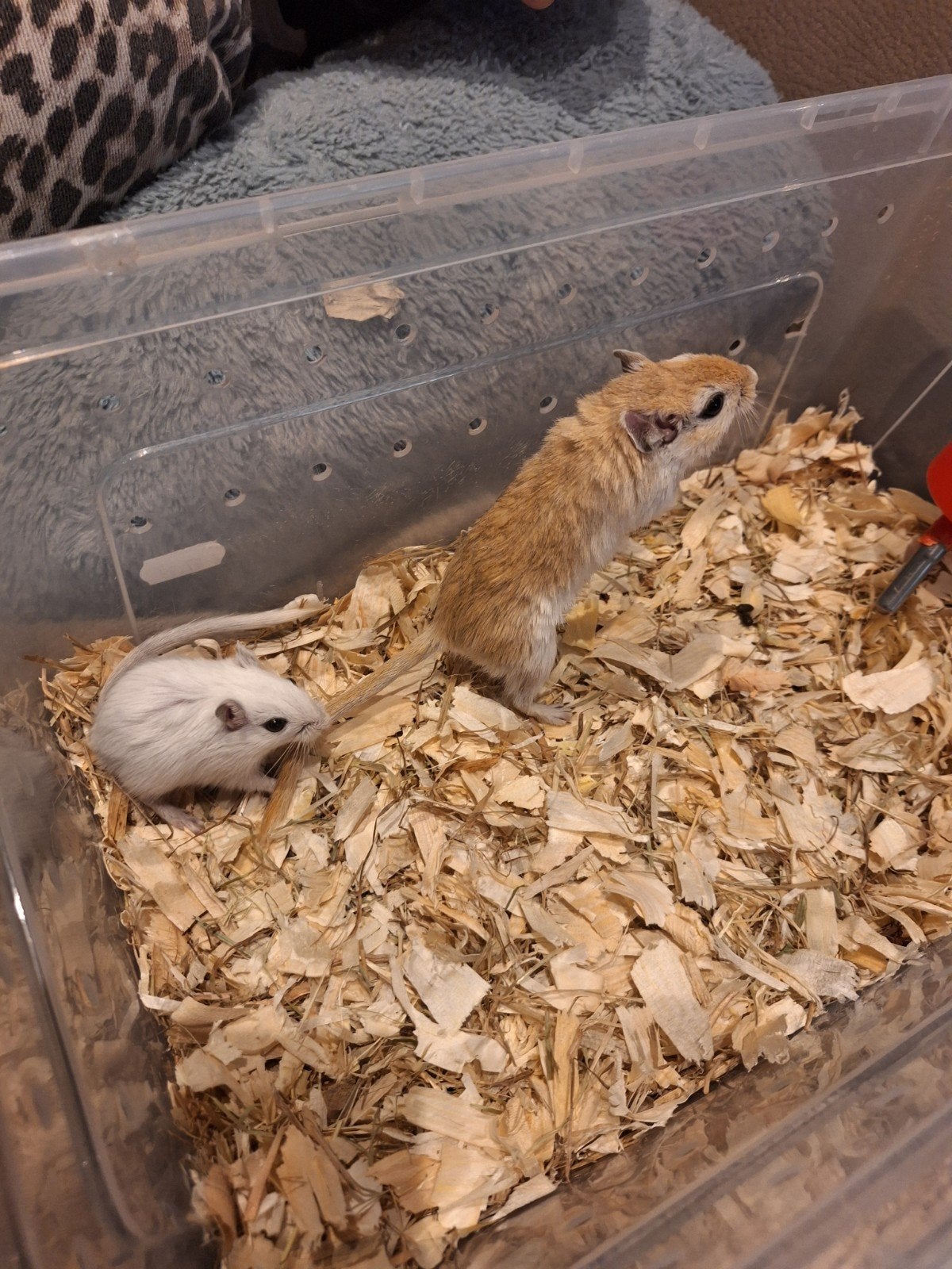 gerbil vrouwtjes te koop moeder en dochter, Dieren en Toebehoren, September, Vrouwelijk, Overige typen