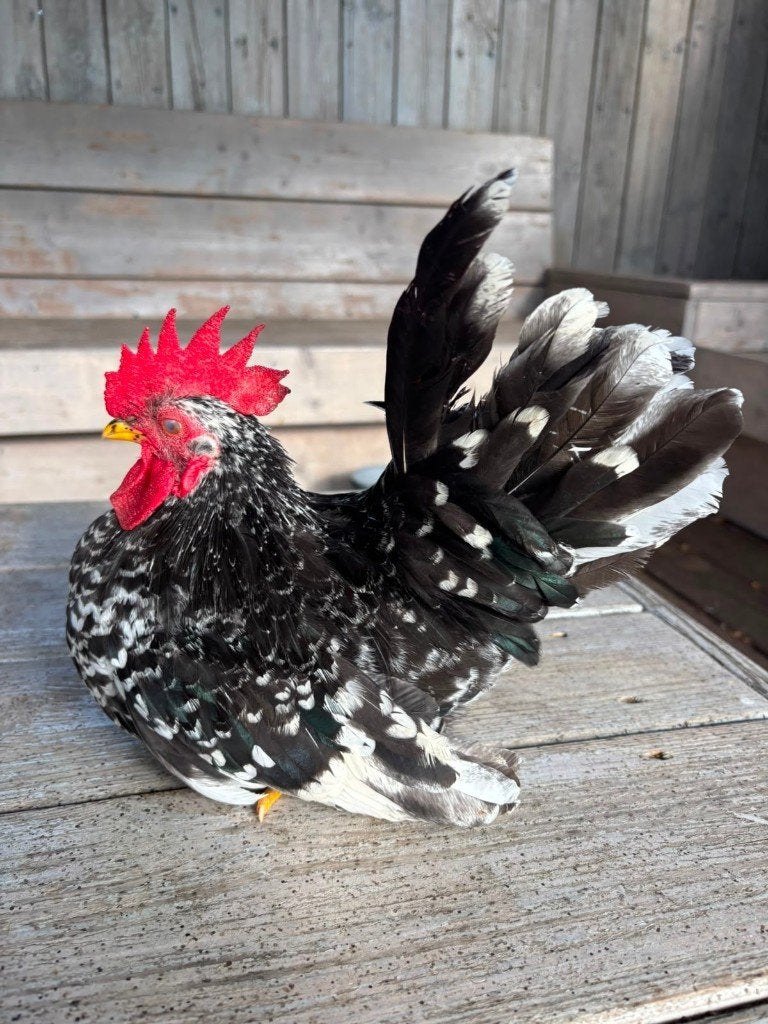 Verschillende chabo's, Dieren en Toebehoren