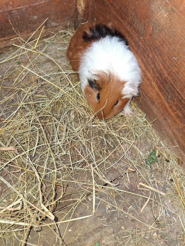 cavia's: langharig, kortharig, krulhaar, Animaux & Accessoires, Rongeurs, Juillet, Plusieurs animaux, Cobaye