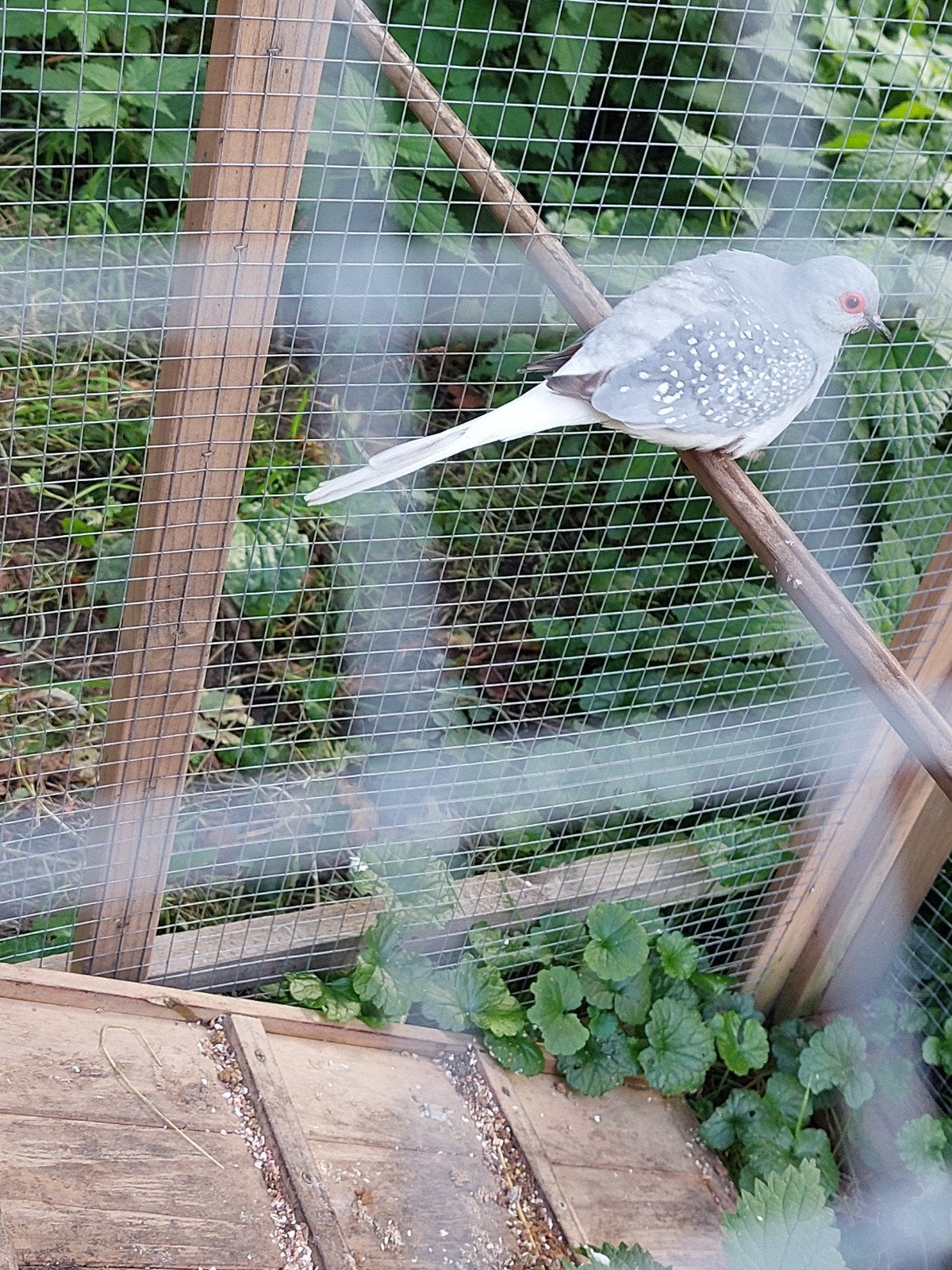 2 mannetjes diamantduifjes nog jong mogen samen of apart weg, Dieren en Toebehoren