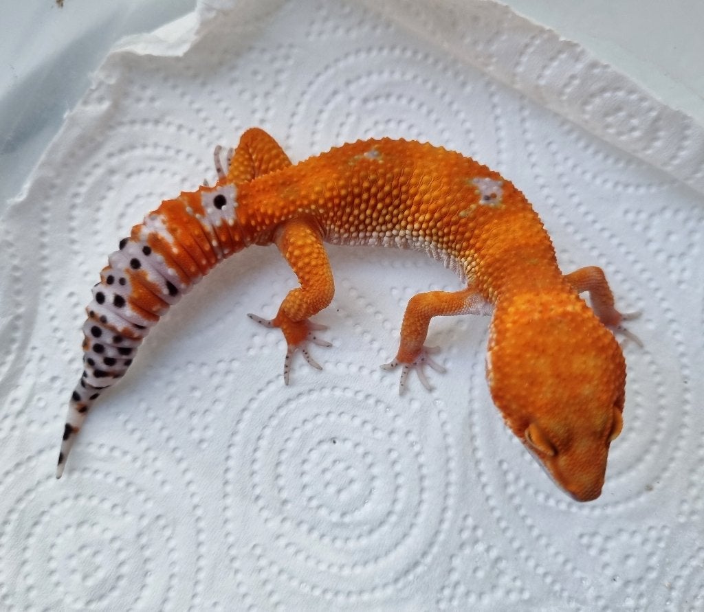 1.0 purplehead mandarin het tremper PET ONLY, Dieren en Toebehoren