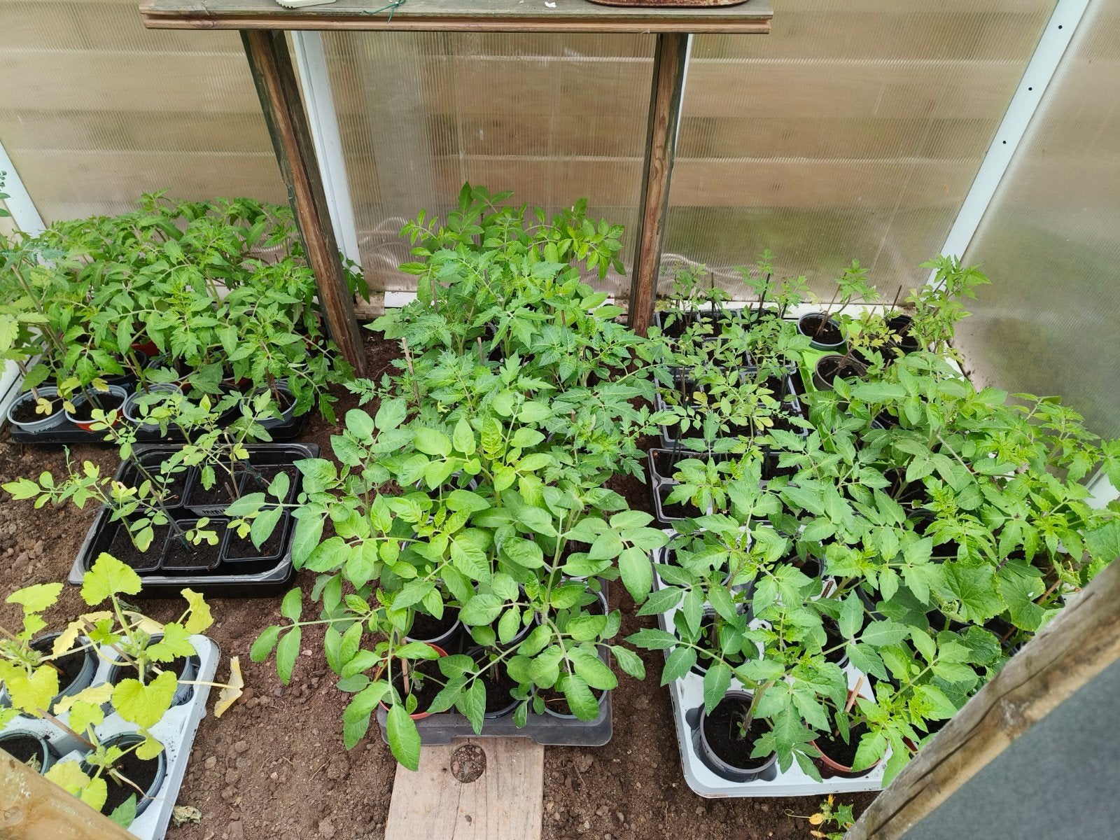 Tomatenplantjes, cherrytomaten, pompoen., Ophalen