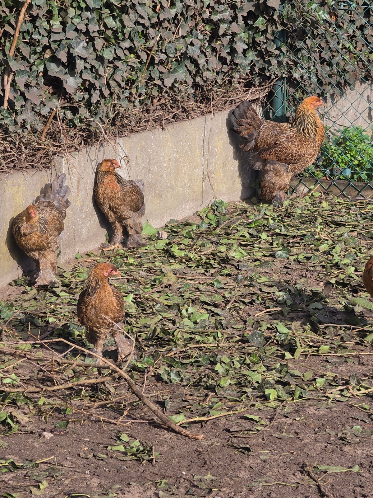 bramha groothoenders, Dieren en Toebehoren