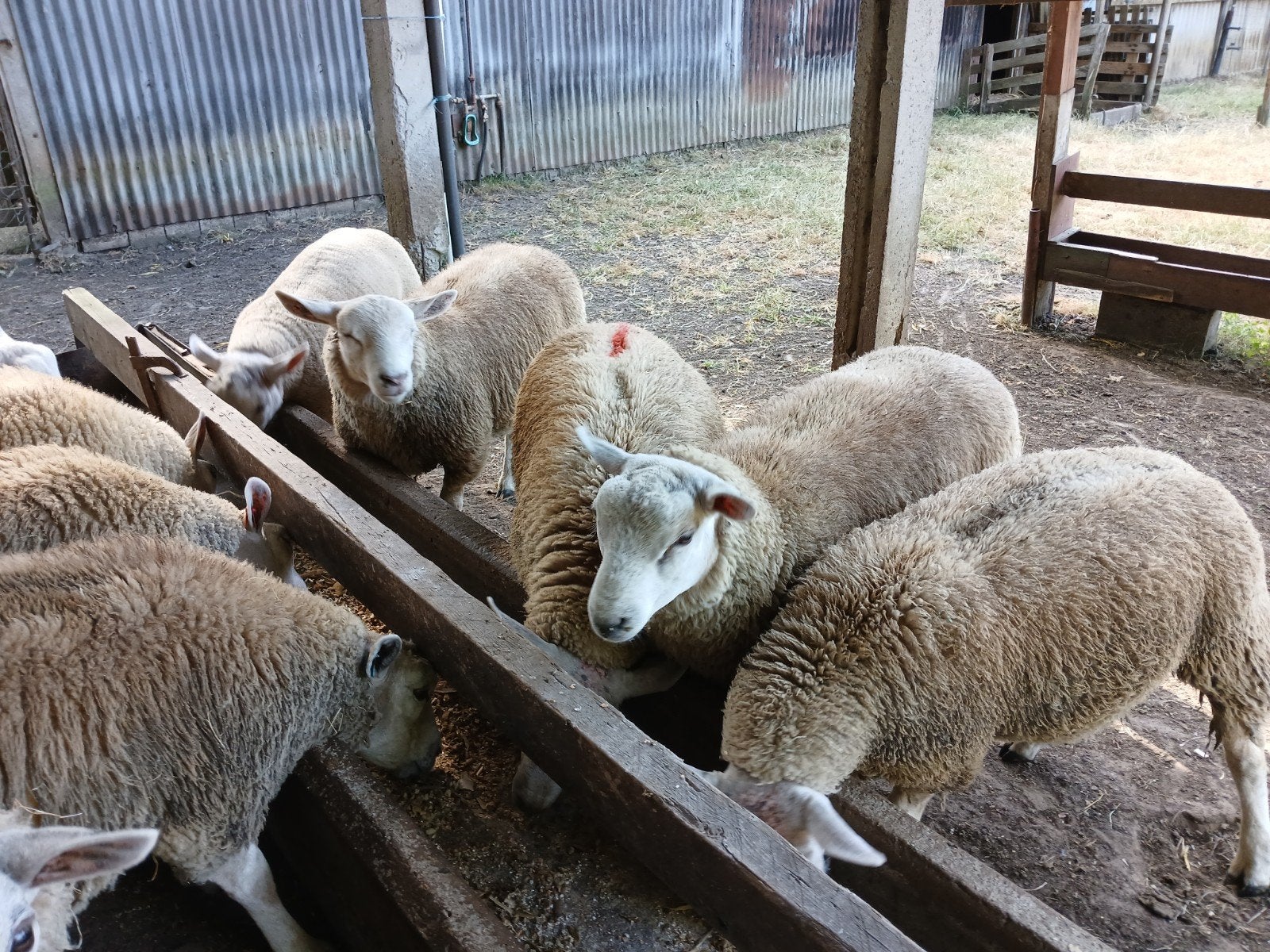 texelooien en rammen, Meerdere dieren, Schaap, 0 tot 2 jaar
