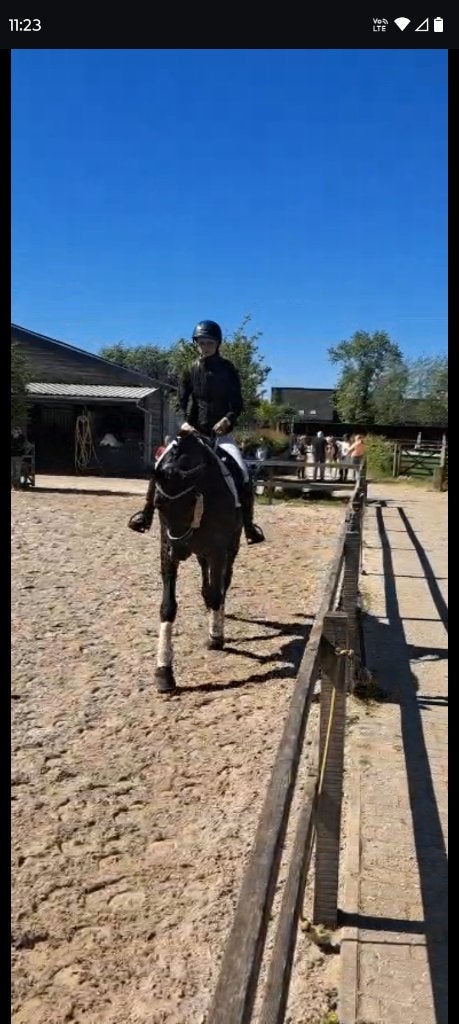 Bap fait, Animaux & Accessoires, Chevaux, Jument, L, 170 à 175 cm, 11 ans ou plus, Cheval de dressage, Avec pedigree, Avec puce électronique