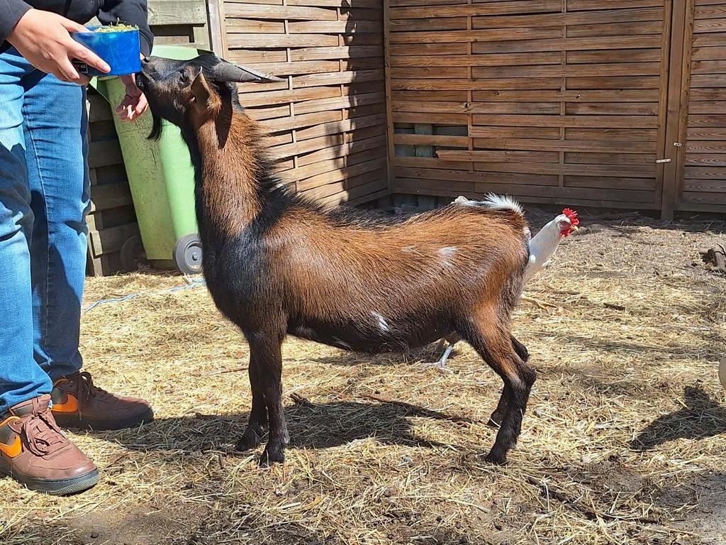 Dwerggeit bok, Mâle, Chèvre, 0 à 2 ans