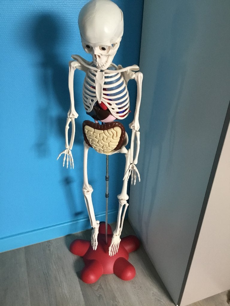 Skelet anatomie, Diversen, Ophalen, Nieuw