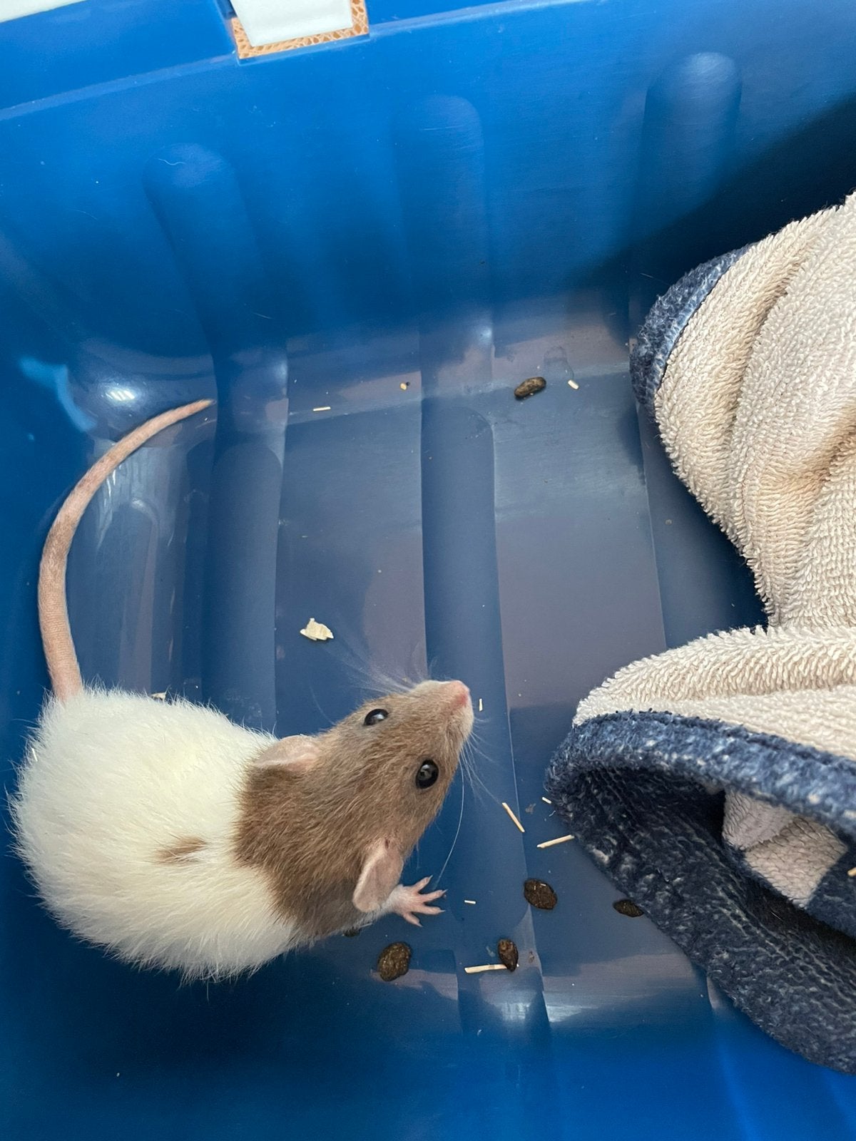 Te koop 3 mooie dumbo ratjes  zijn van oktober 2025, Dieren en Toebehoren, Rat, Vrouwelijk, Tam, Oktober