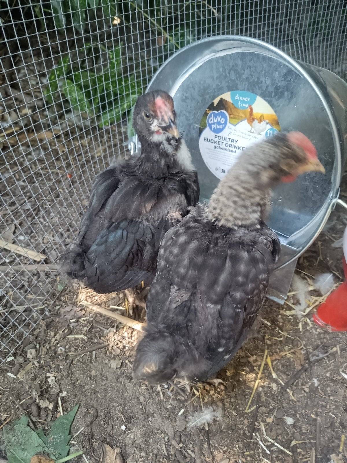 olijflegger haantjes (kruising marans x araucana/cream legba, Dieren en Toebehoren, Mannelijk, Kip