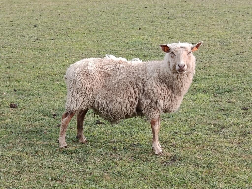 vrouwelijk schaap, Vrouwelijk, Schaap