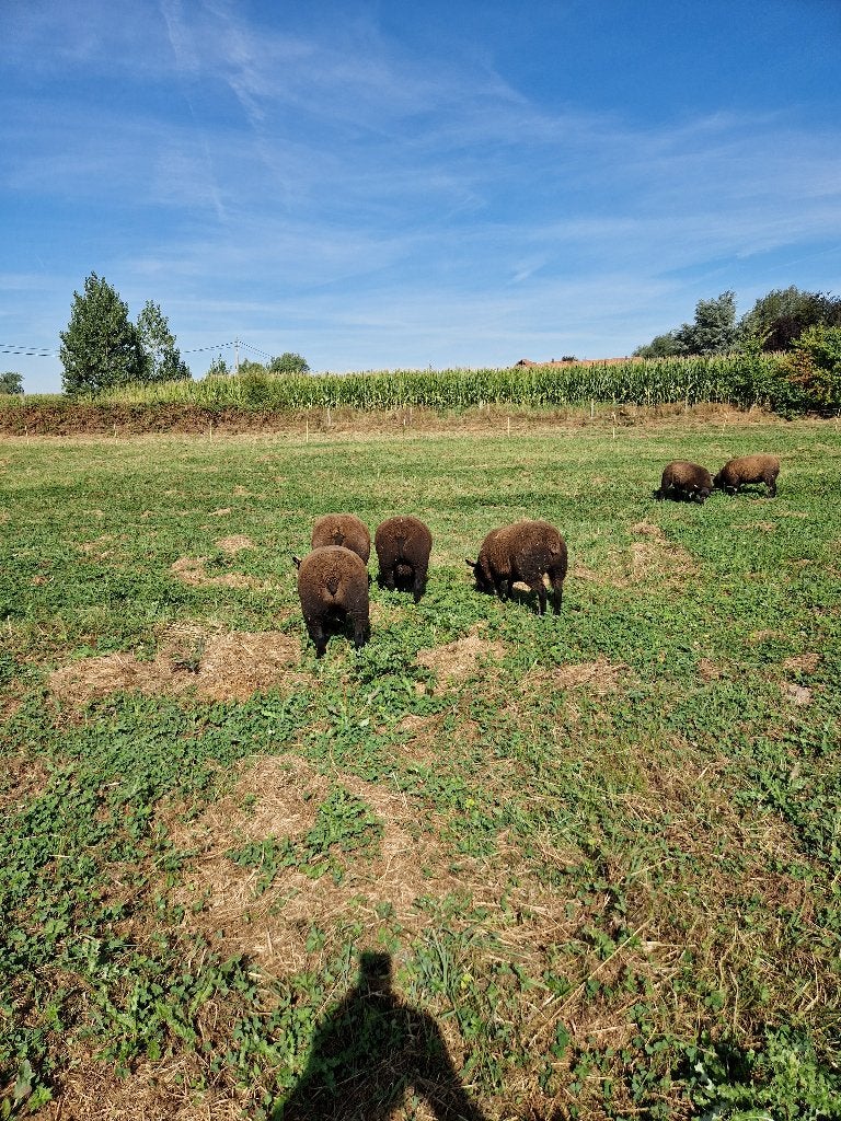 Schapen, Dieren en Toebehoren, Schapen, Geiten en Varkens, Meerdere dieren, Schaap, 0 tot 2 jaar