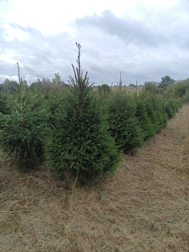 Sapins de Noël épicéas, Enlèvement ou Envoi, Neuf