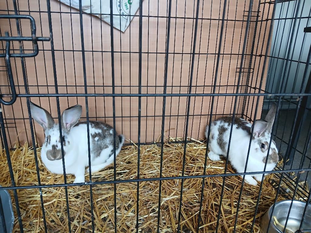 2 moeren (vleeskonijnen), Dieren en Toebehoren, Konijnen, Vrouwelijk, Middelgroot, 0 tot 2 jaar