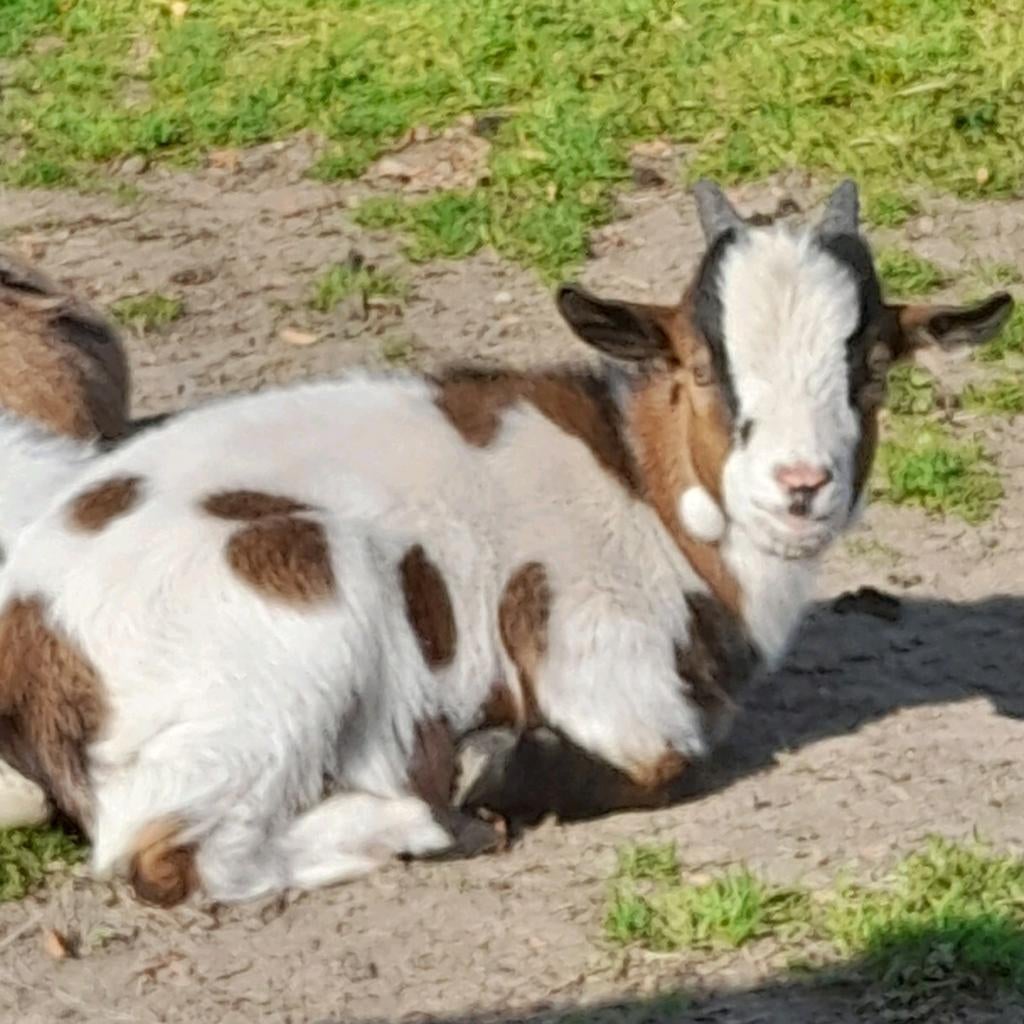 Dwerggeit bokje, Dieren en Toebehoren