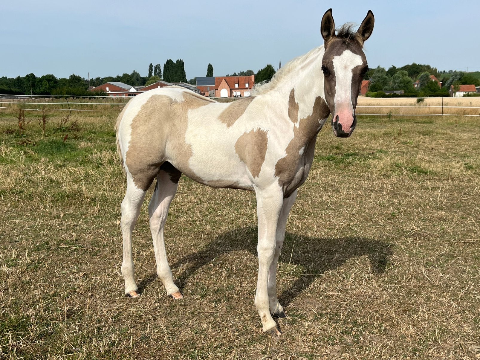 Paint merrie veulen, Met stamboom, Niet van toepassing, 0 tot 2 jaar, Recreatiepony