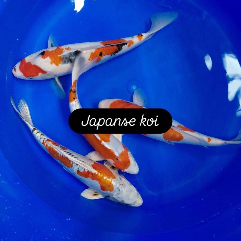 Japanse koi, Dieren en Toebehoren