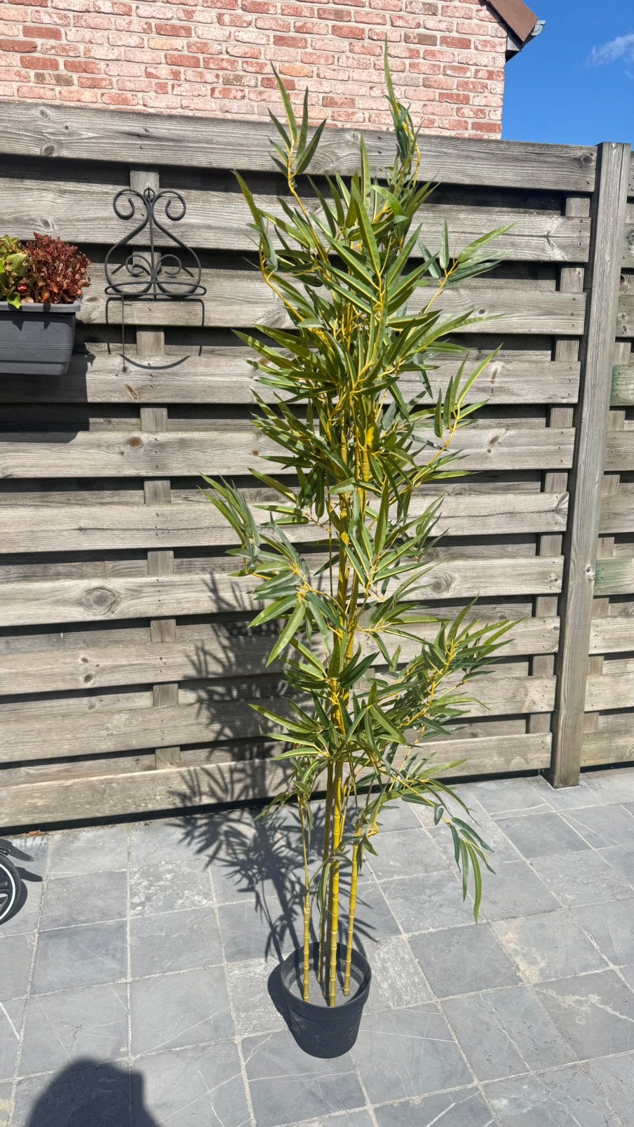 Plant, Tuin en Terras, Ophalen