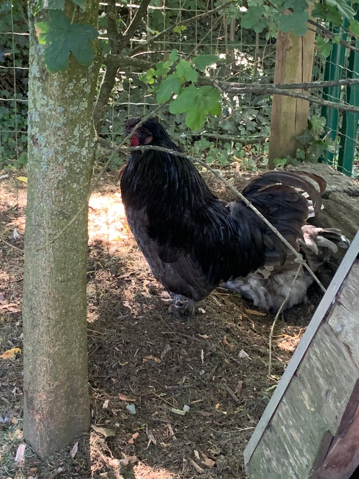 3 haantjes, Dieren en Toebehoren