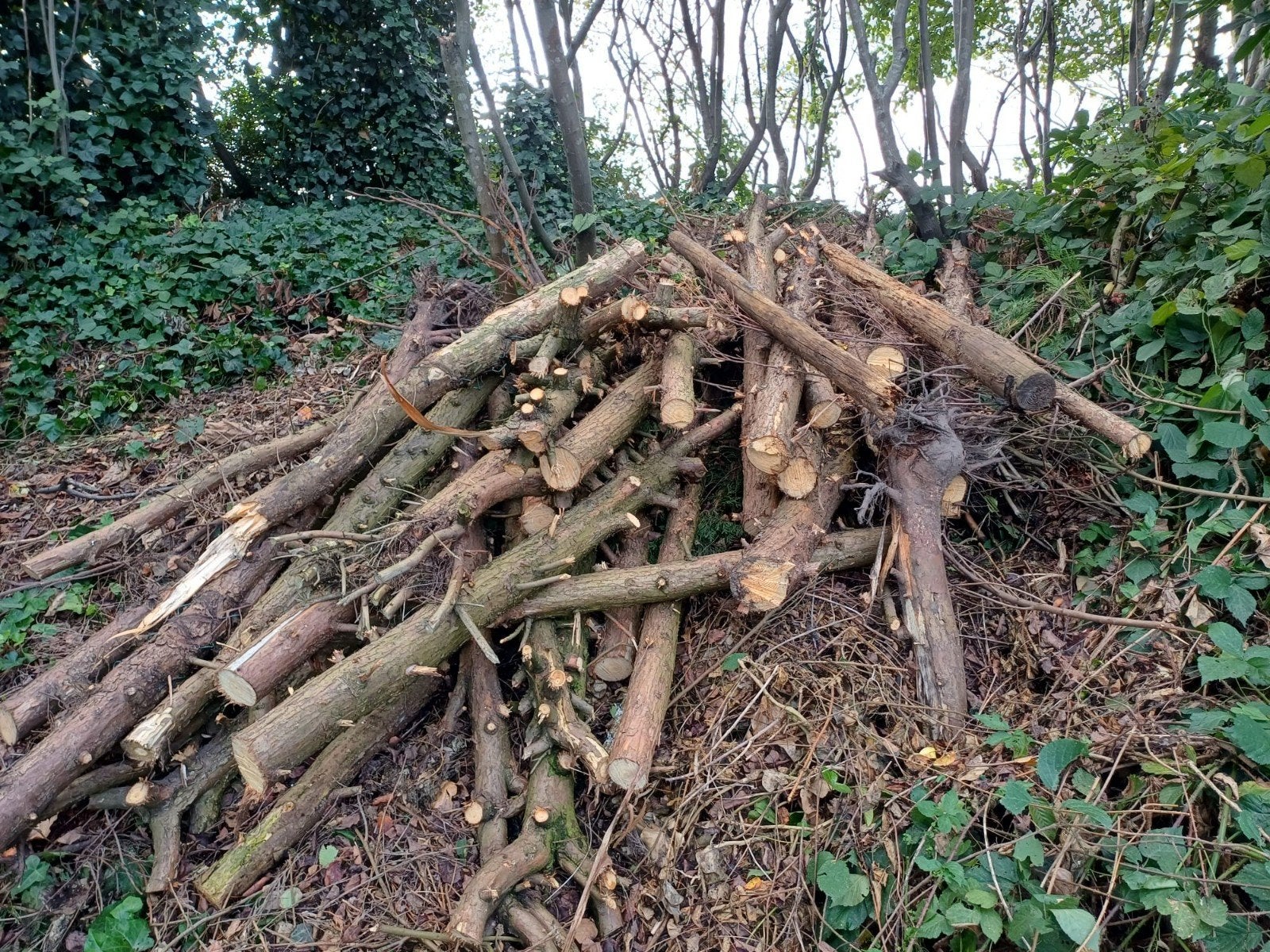 Brandhout, Jardin & Terrasse, Bois de chauffage, Enlèvement, Troncs d'arbres