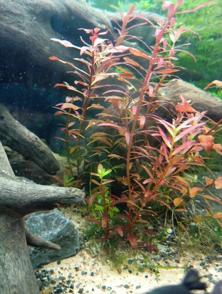 Aquariumplanten, Ophalen