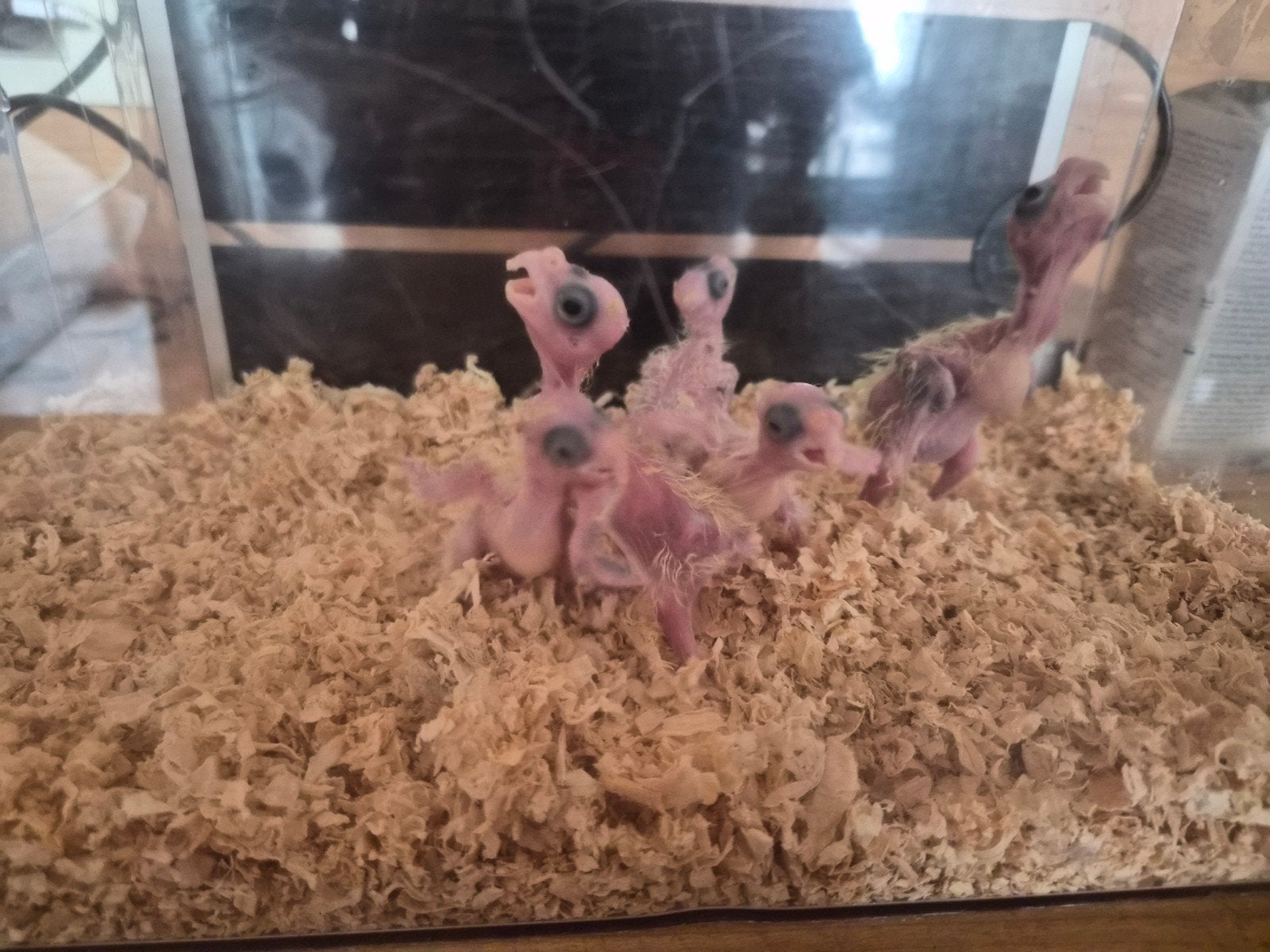 Calopsite au nid pour eam charleroi, Animaux & Accessoires