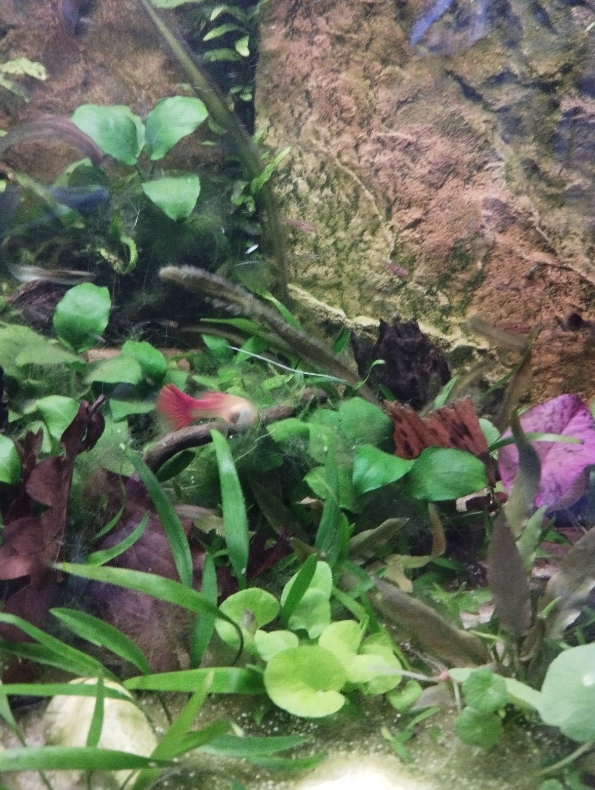 Mélangez des guppys, Animaux & Accessoires