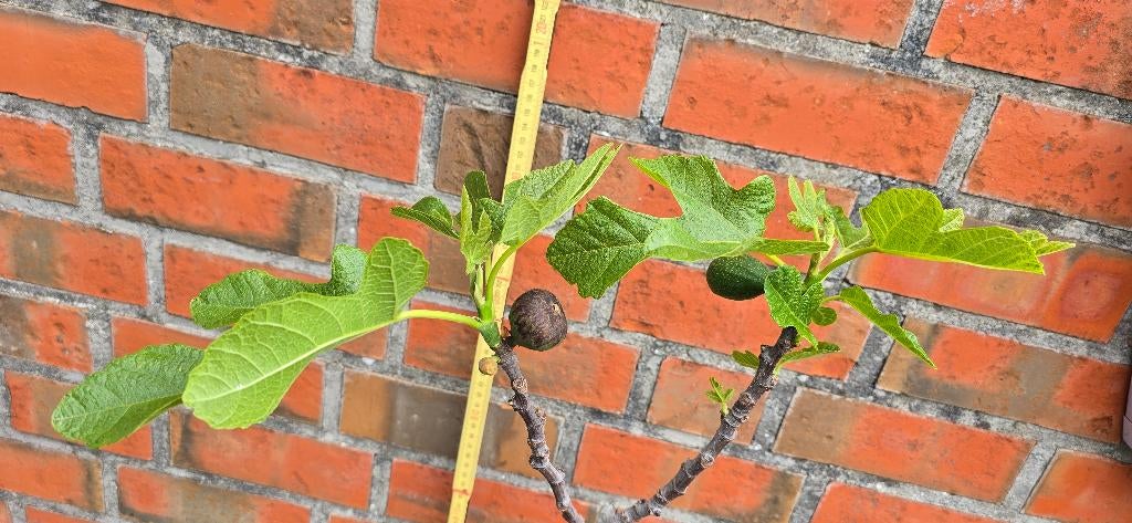 Figuier 'BROWN TURKEY' Ficus Carica 1v12, Figuier, En pot, Plein soleil, Enlèvement