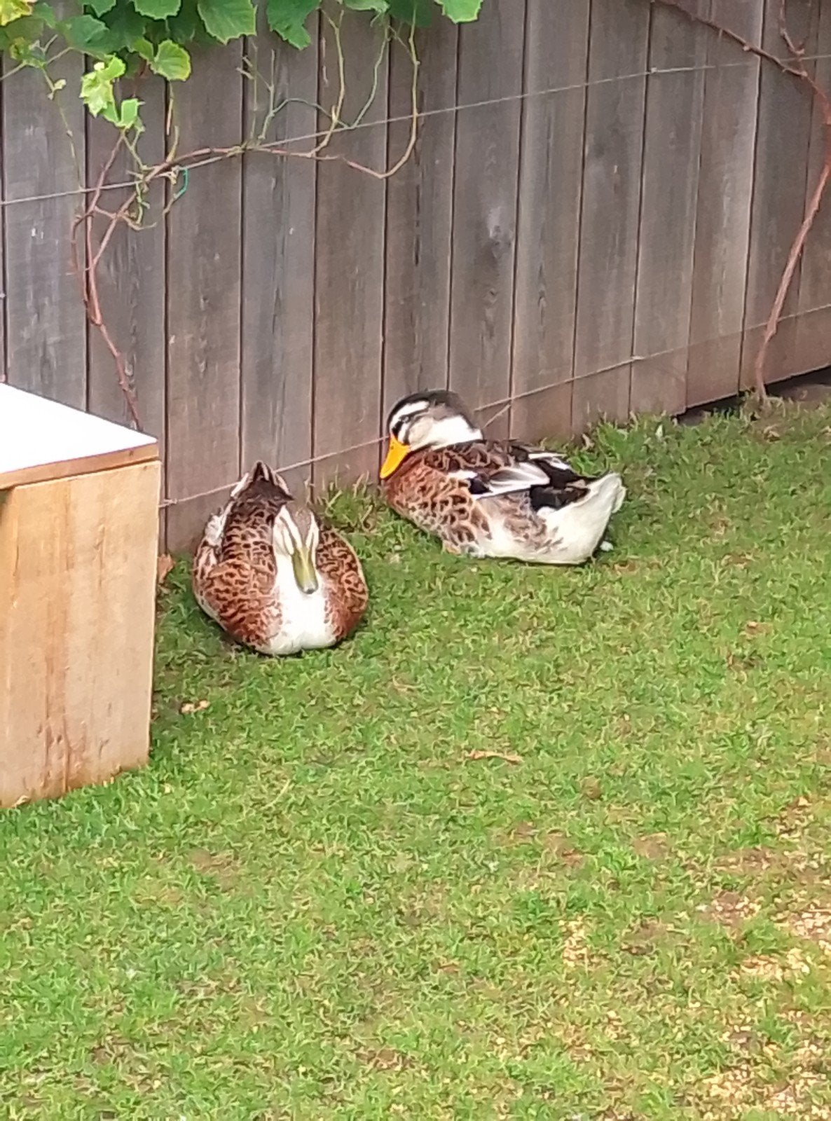 rouan eenden van 9 weken, Plusieurs animaux, Canard