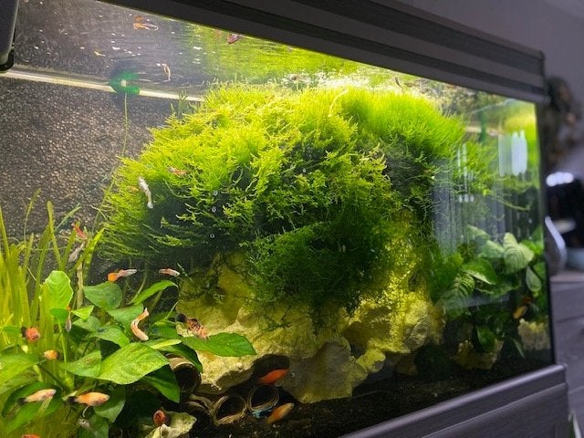 spotprijs actie wildkleur garnalen, Dieren en Toebehoren, Vissen | Aquariumvissen, Zoetwatervis, Kreeft, Krab of Garnaal, Schoolvis