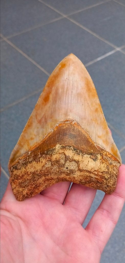 Top Megalodon haaientand fossielen, Verzamelen, Mineralen en Fossielen, Ophalen of Verzenden, Fossiel