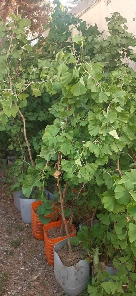 Ginkgo biloba, Jardin & Terrasse, Enlèvement, En pot, Autres espèces, 100 à 250 cm