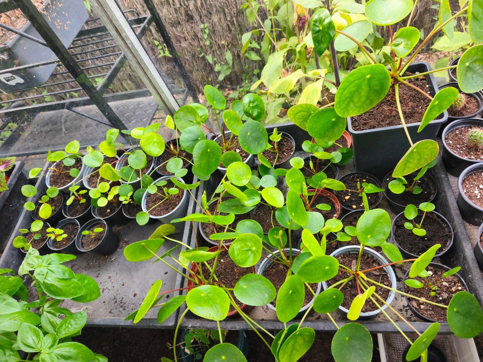 Pannekoekplanten, Maison & Meubles, Plantes d'intérieur, Enlèvement