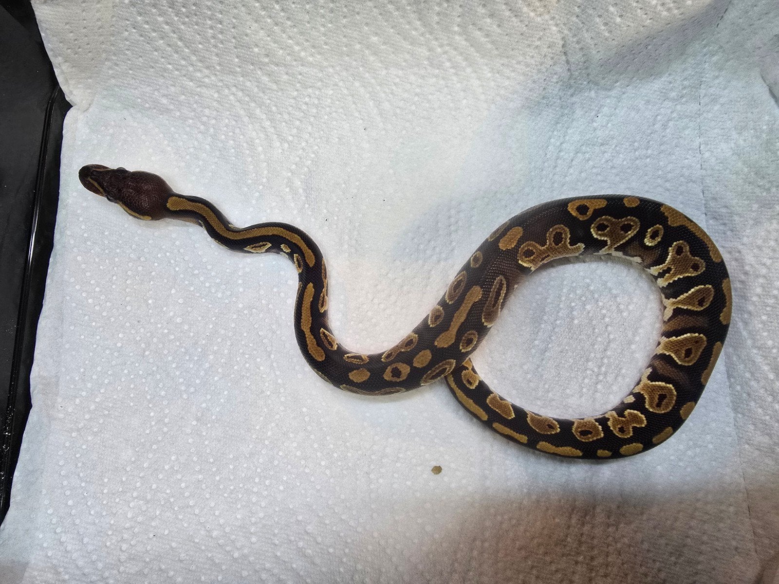 Koningspython (Python regius) – Nederlandse nakweek 2026

O Ball Python photo 4