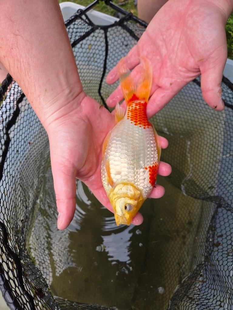 Mooie goudvis 23 cm - eigen kweek, Animaux & Accessoires, Poissons | Poissons d'étang, Poisson(s) rouge(s)