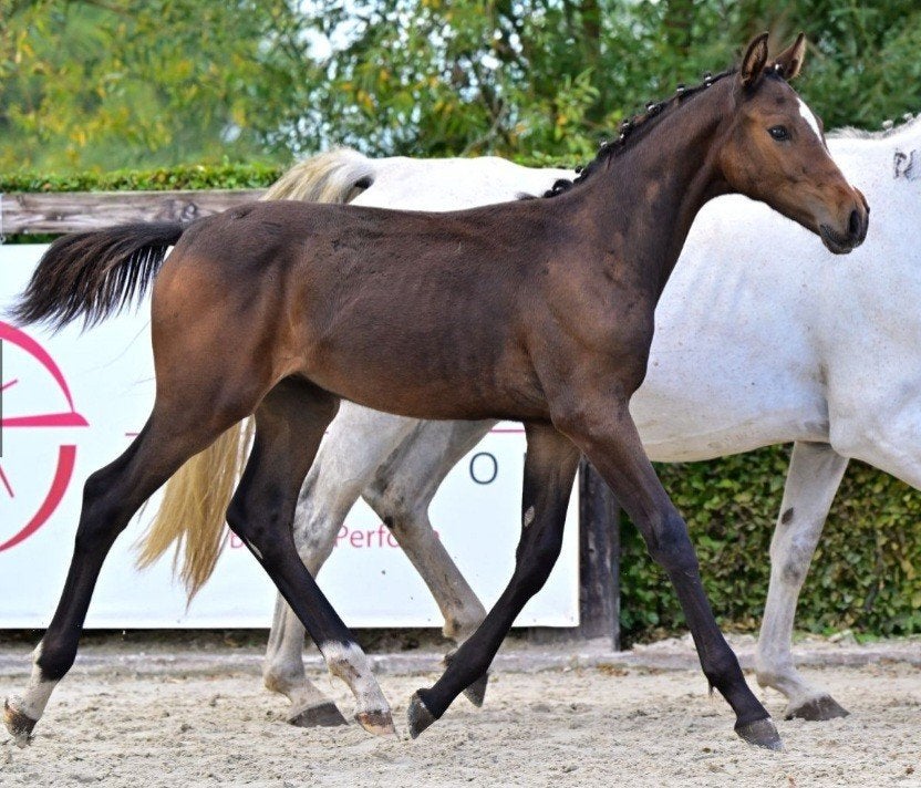 Springgefokt hengstenveulen, Animaux & Accessoires, Avec pedigree, 0 à 2 ans, Cheval de saut, 170 à 175 cm