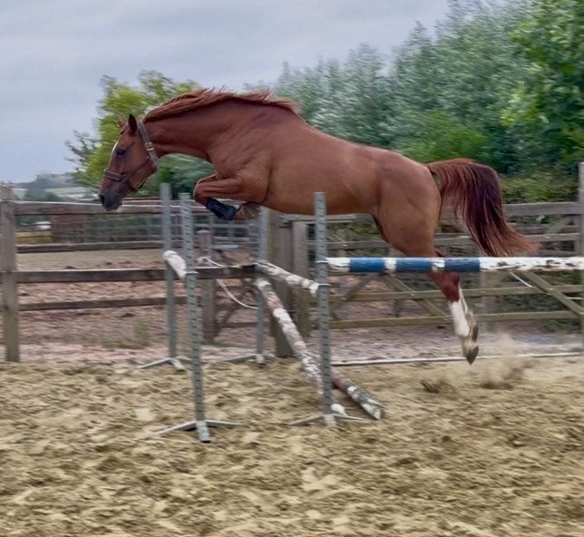 Knappe 6j springgefokte merrie, Dieren en Toebehoren, Merrie, Springpaard, 3 tot 6 jaar, 165 tot 170 cm
