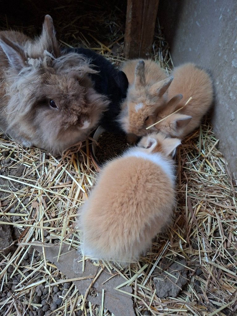4 Teddy-leeuwenkop konijntjes, Plusieurs animaux, Nain, 0 à 2 ans