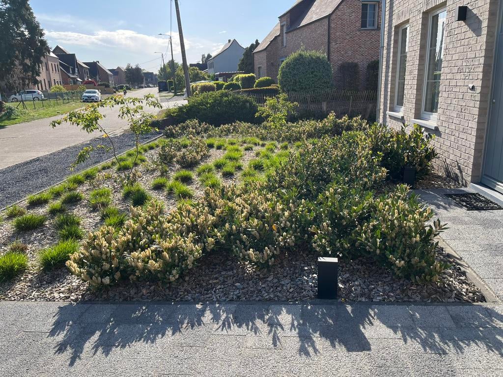 Panten met witte bloem/ pluimpjes, Enlèvement