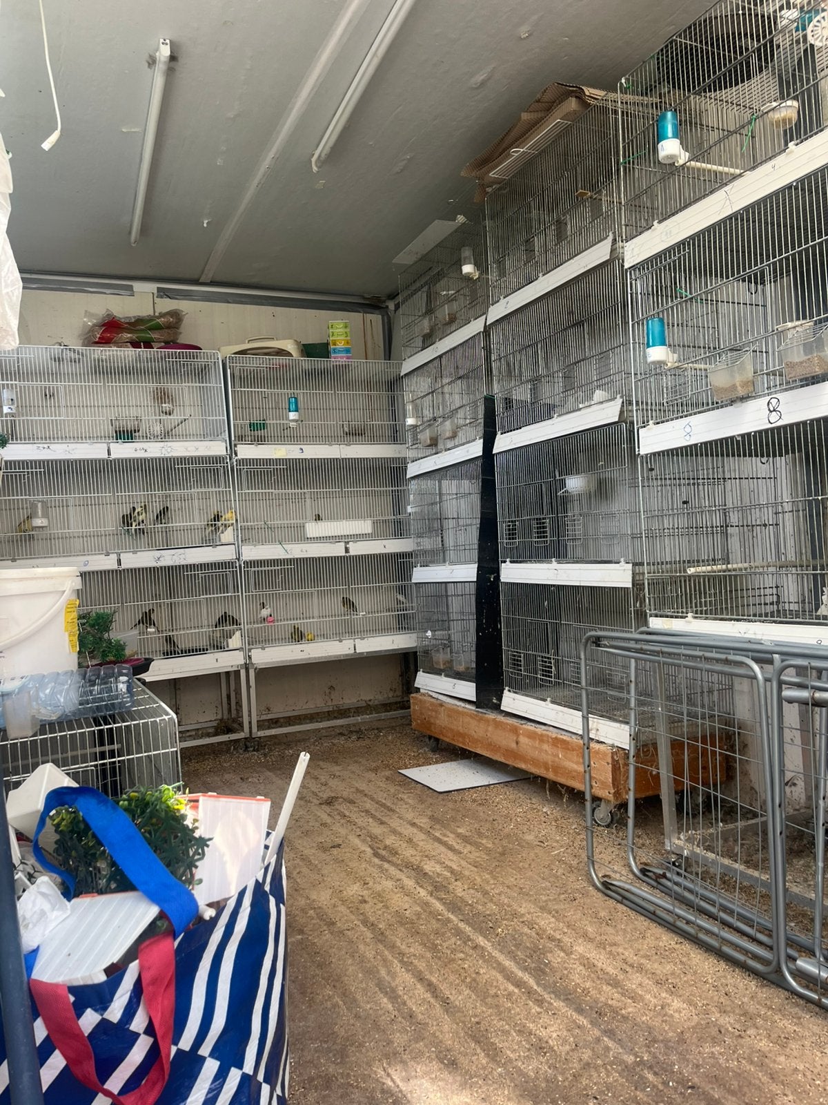 Verschil kooien, Dieren en Toebehoren, Vogels | Parkieten en Papegaaien