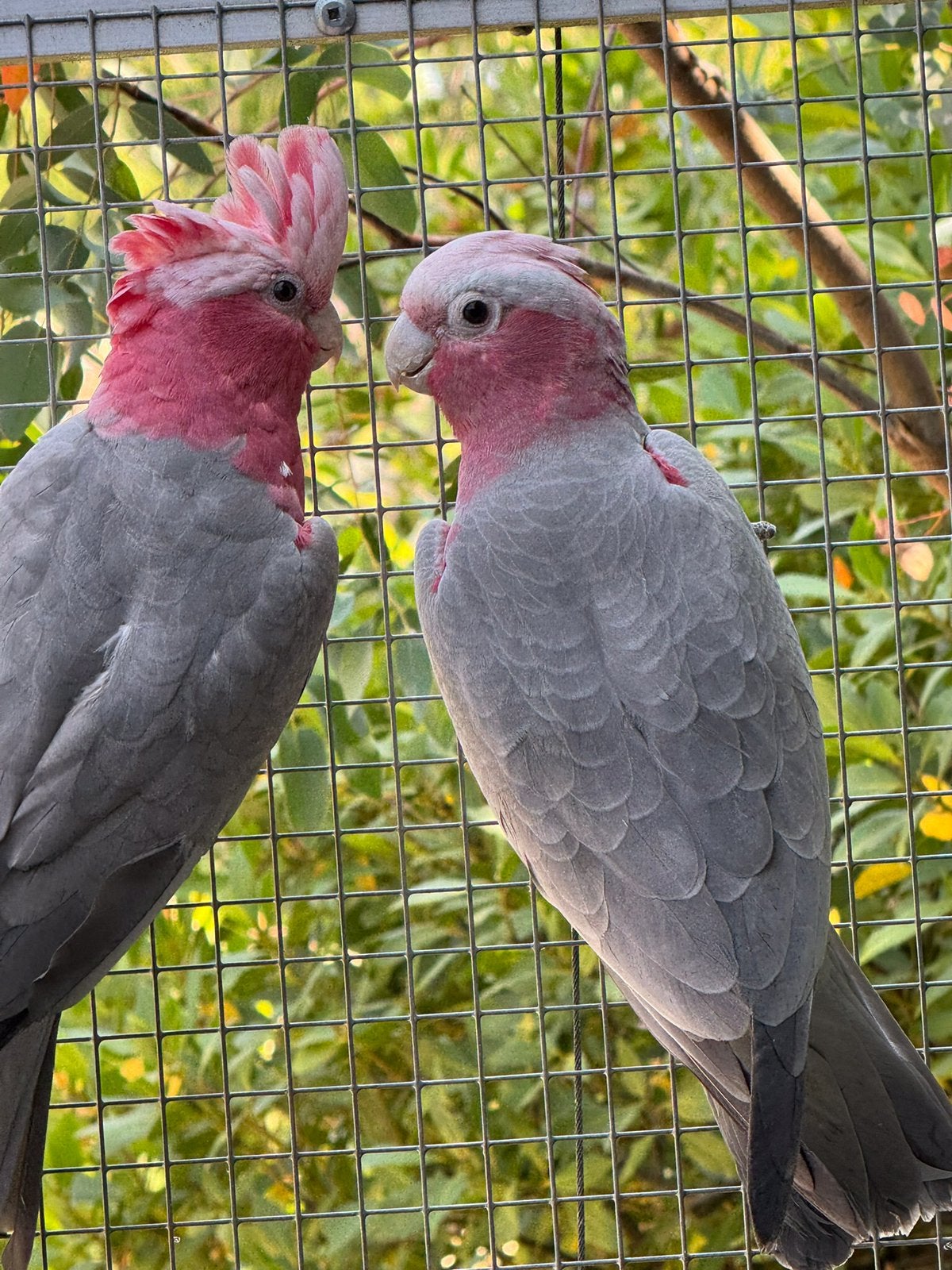 2 kaketoes, Dieren en Toebehoren, Vogels | Parkieten en Papegaaien