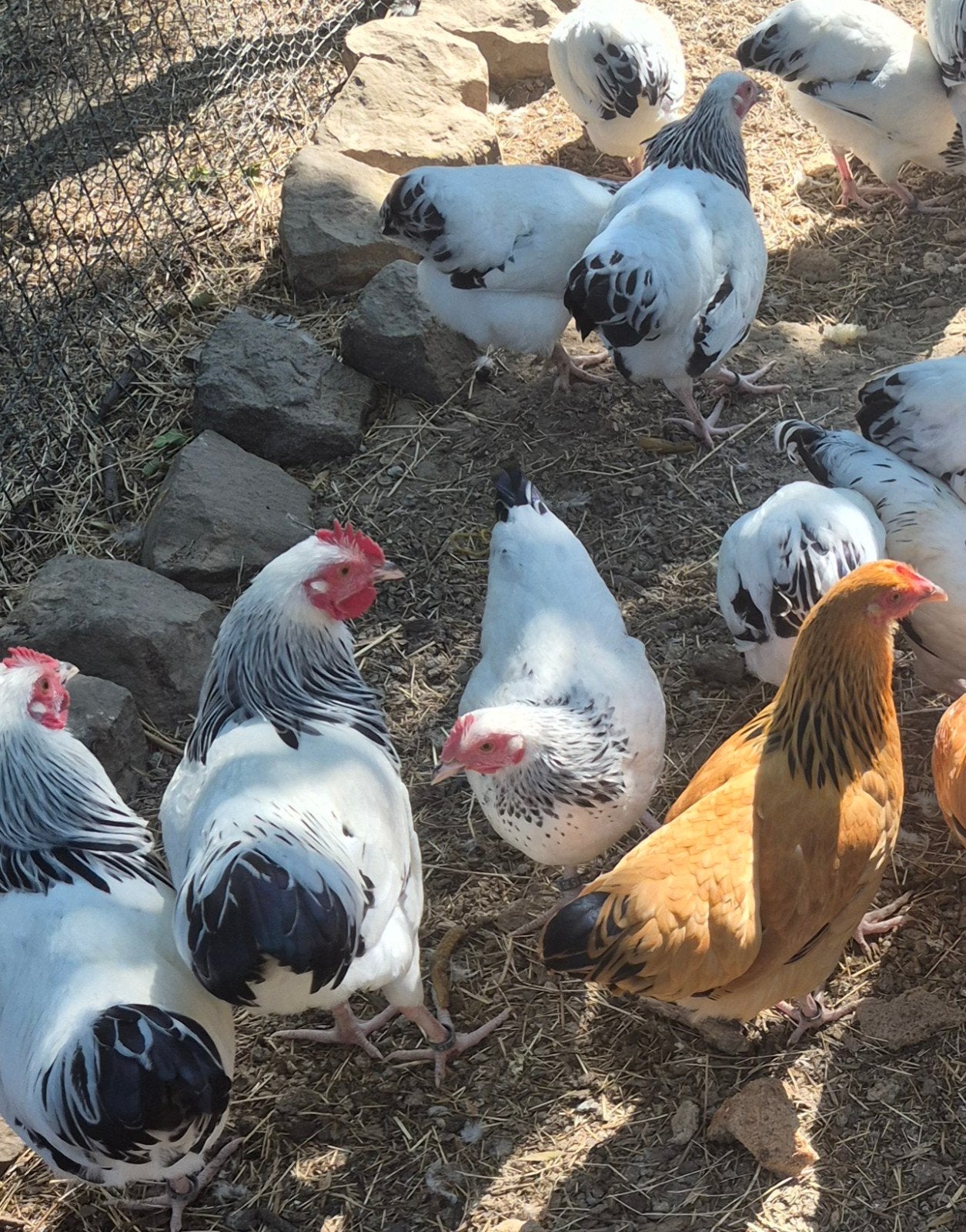sussex krielkipjes, Dieren en Toebehoren, Pluimvee, Meerdere dieren, Kip
