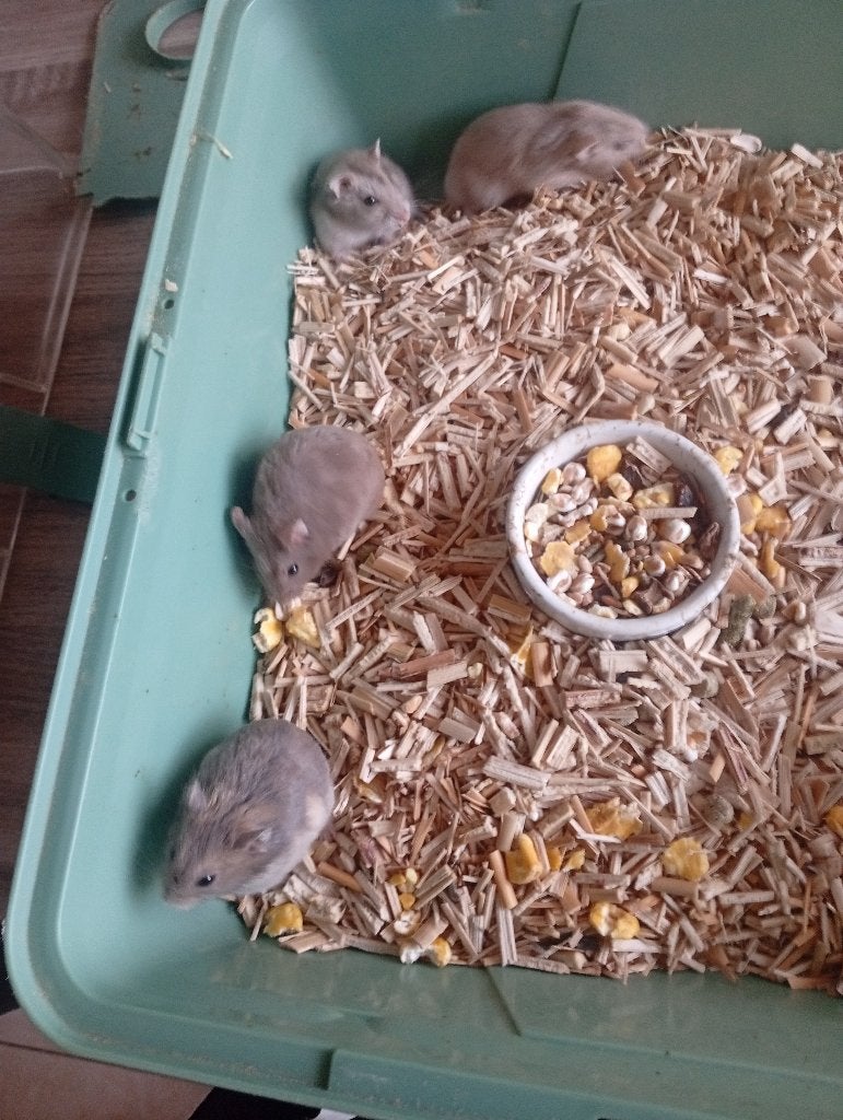 NESTJE  4 TAL DWERGHAMSTERS TAM BIJTEN NIET, Hamster, Mei, Meerdere dieren, Tam