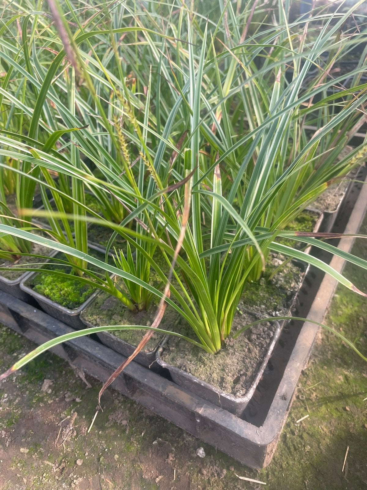Carex morrowii, Tuin en Terras, Ophalen