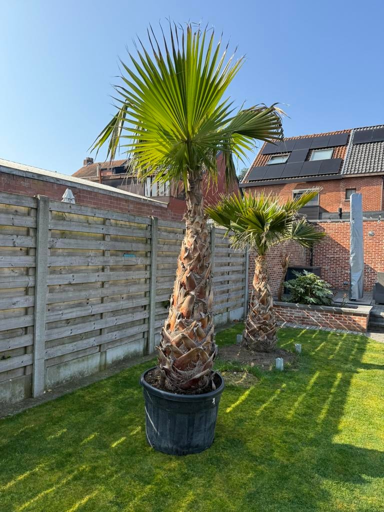 Palmboom washingtonia, Tuin en Terras, Planten | Bomen, Ophalen, Winter, Palmboom