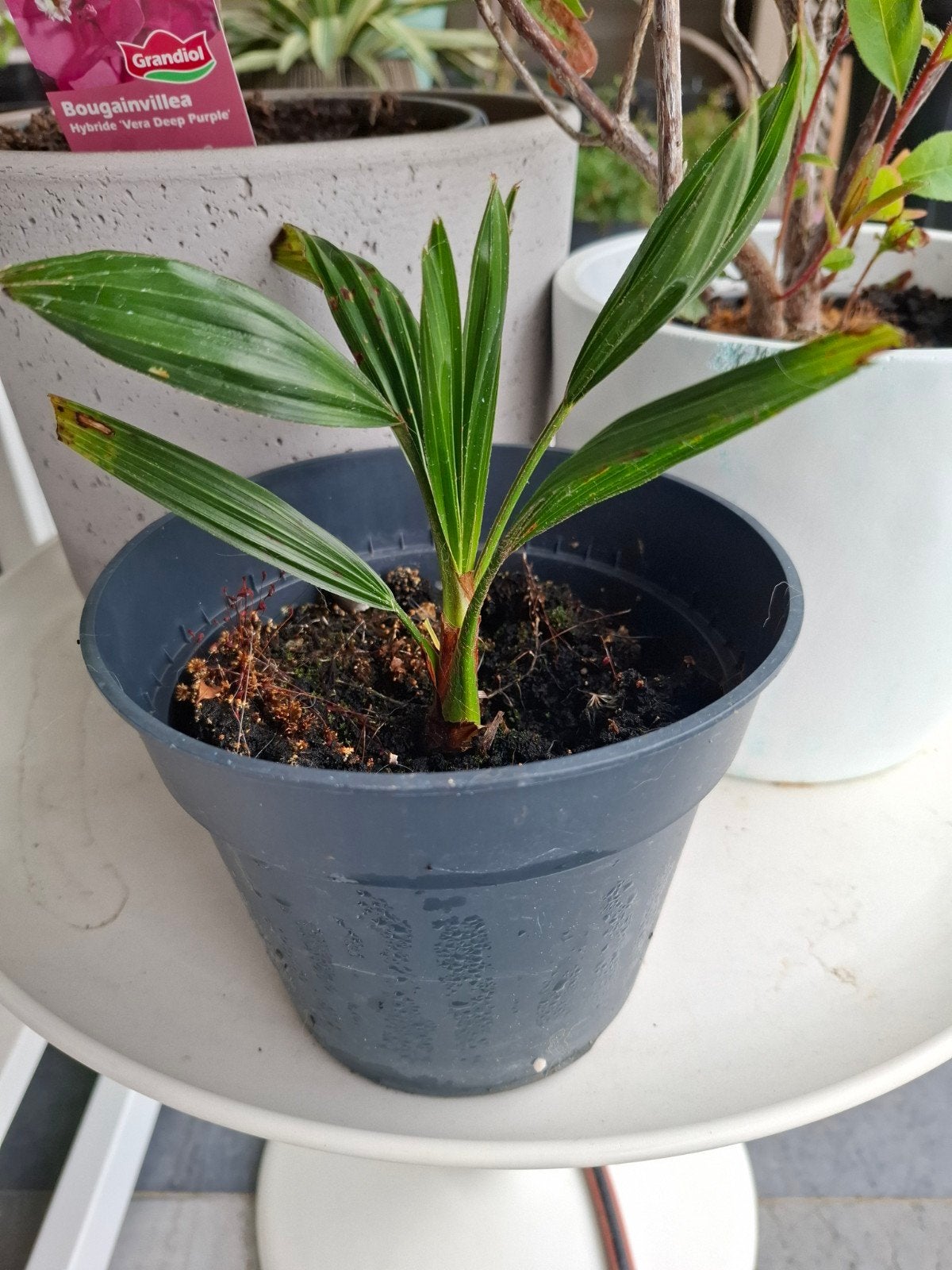 Trachycarpus fortunei palmboom stek, plant., Minder dan 100 cm, Zomer, Palmboom, Ophalen