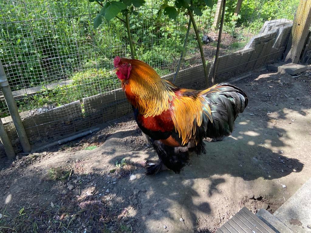 Brahma-haan, Dieren en Toebehoren, Pluimvee