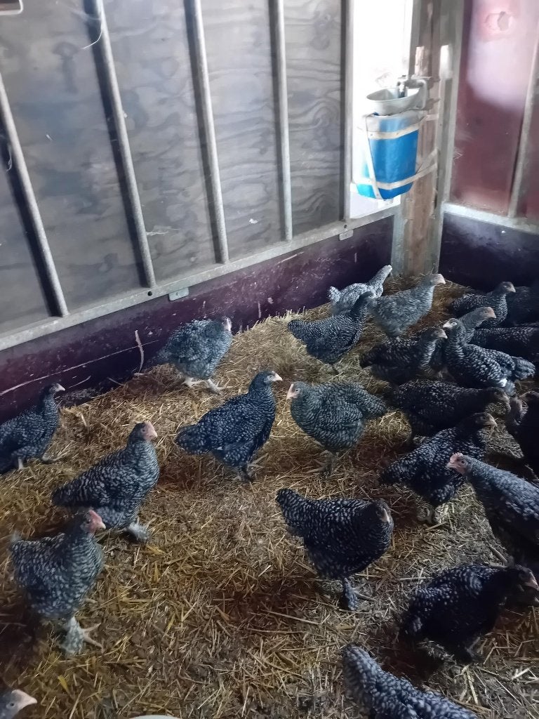mechelse koekoeken te koop, Dieren en Toebehoren