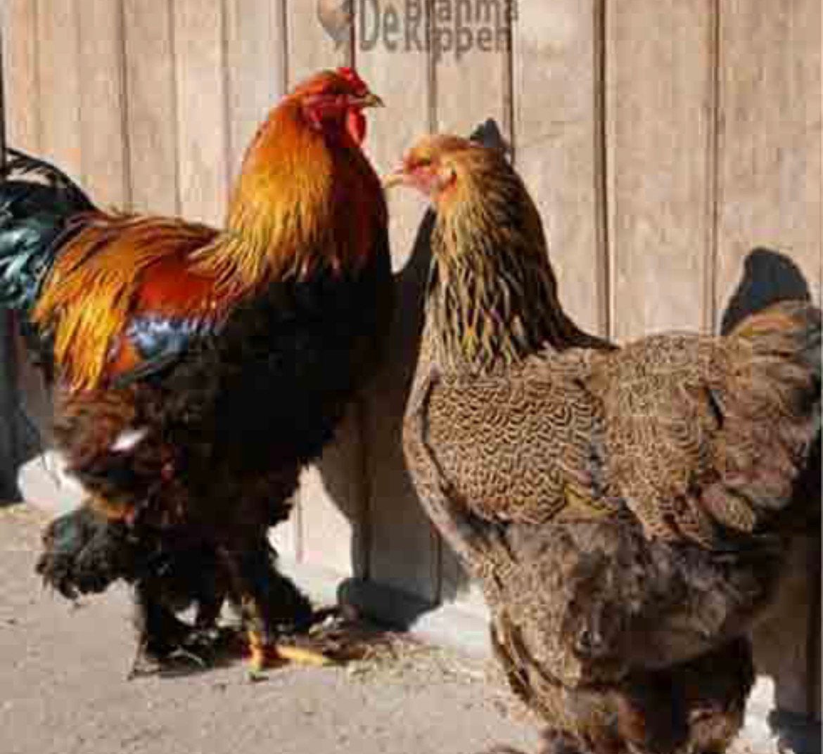 1 haan en 2 hennen brahma goudpatrijs, Dieren en Toebehoren