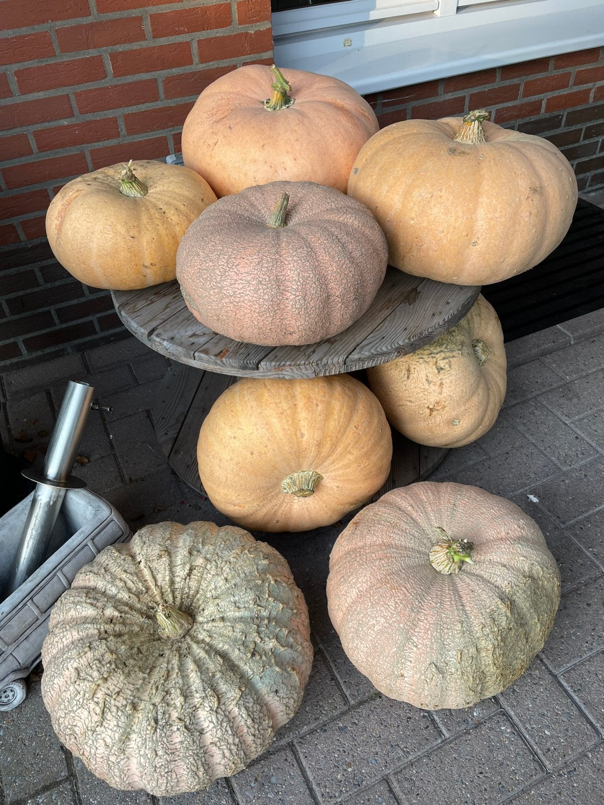 Verschillende eetbare pompoenen, Divers, Enlèvement